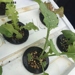 Load image into Gallery viewer, 25 Pieces Of Hydroponic Baskets For Soilless Cultivation Of Garden Vegetables, Aeroponics Plastic Planting Mesh Pots
