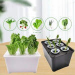 Load image into Gallery viewer, Hydroponic Planting System Beginners All-Season Cultivation Home Hydroponic Seedling System for Lettuce Flowers Balcony Parterre
